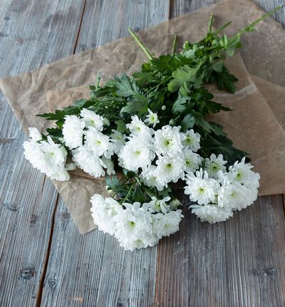 Fairtrade krysantemum hvit Fairtrade krysantemum hvit